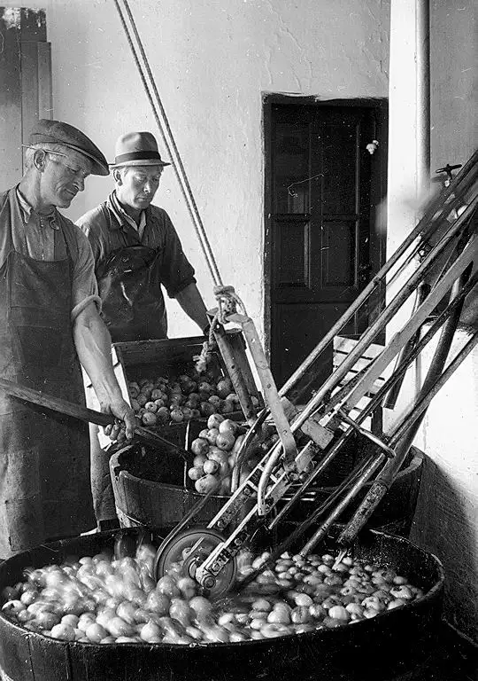 Æblerne vaskes på mosteriet i Græsted, ca. 1945