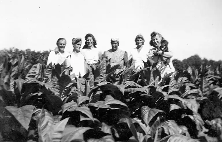 Tobaksarbejdere på Søborg Sø, 1943