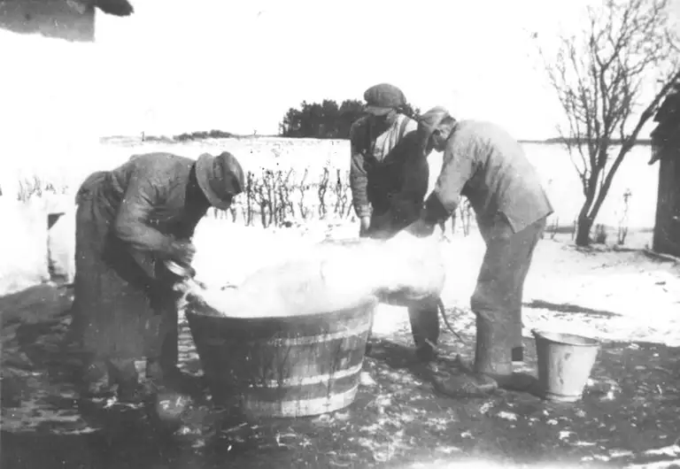 Slagtning af julegrisen i Annisse, ca. 1934. I et stort kar med vand blev grisens hud vasket ren, for den blev brugt til at fremstille sadler, seletøj, handsker eller bogbind. 